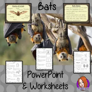 Bats Lesson PowerPoint and Worksheets