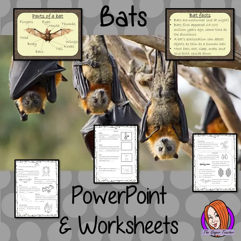 Bats Lesson PowerPoint and Worksheets