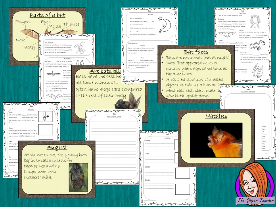 Bats Lesson PowerPoint and Worksheets